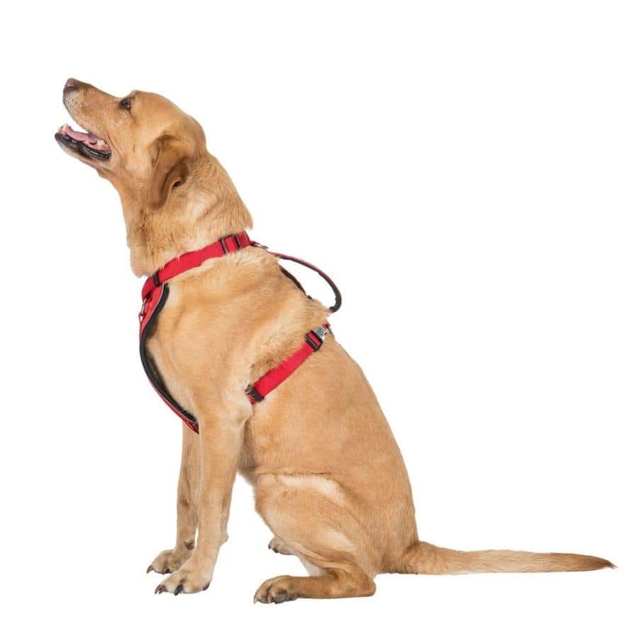 TRESPAWS pettorina S-M