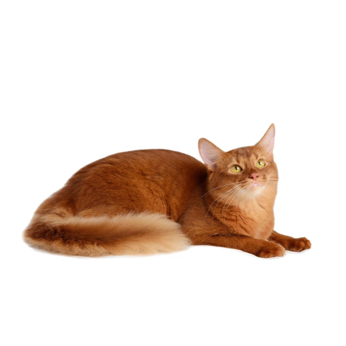 Nature's Protection Superior Care Red Cats - Croccantini per Gatti Adulti con Pelo Rosso 1,5kg